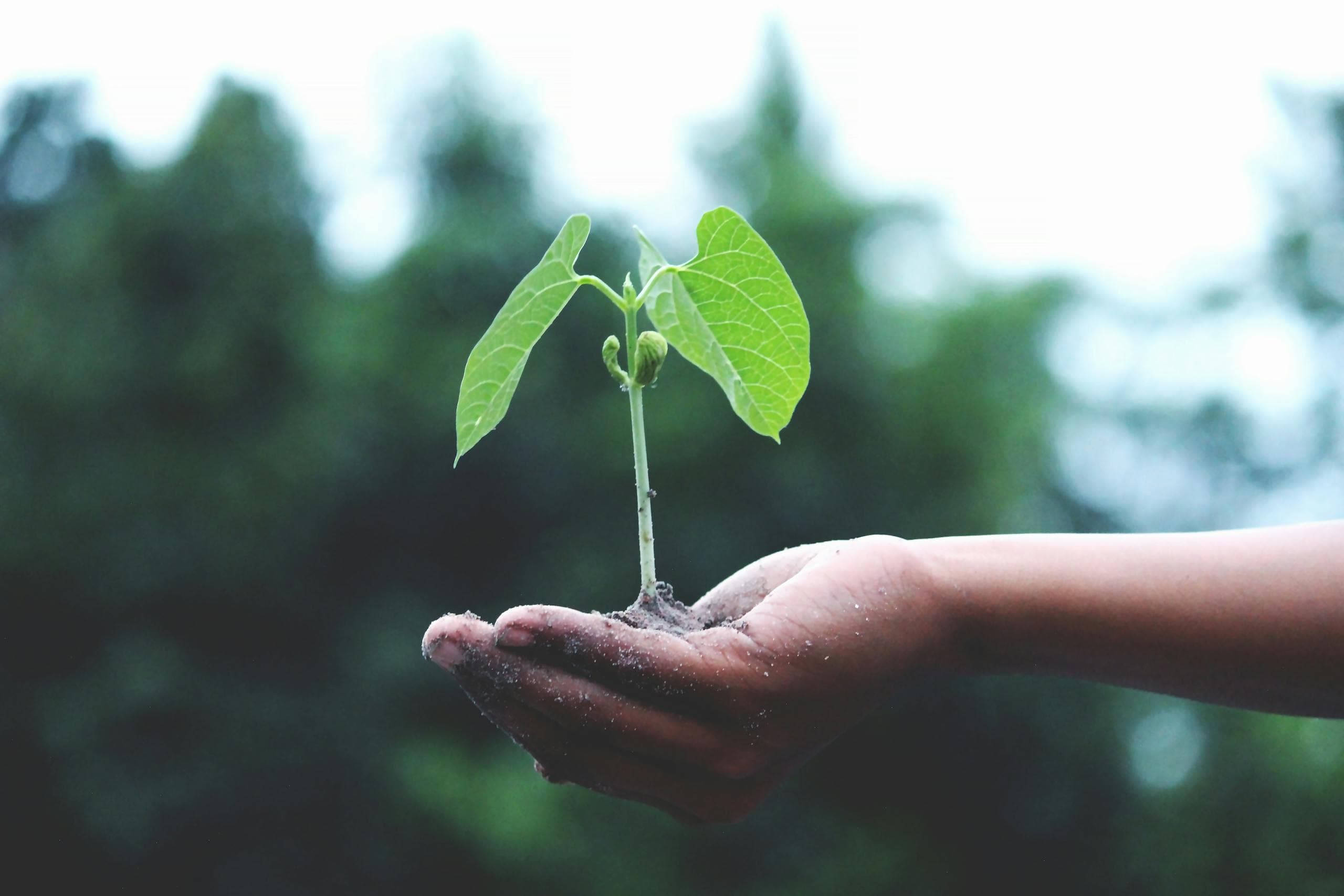 Hand supporting a young green sprout - organic sensing and environmental signal